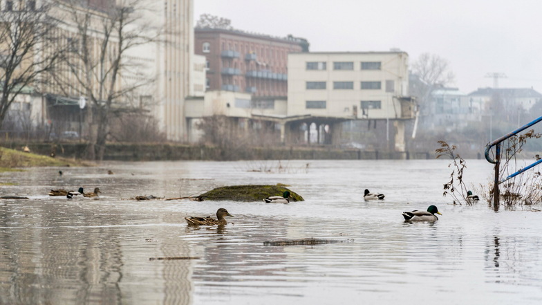 Der erhöhte Wasserstand der Elbe sorgt dafür, dass Enten auf der Wiese am Elbparkplatz im Fluss schwimmen.