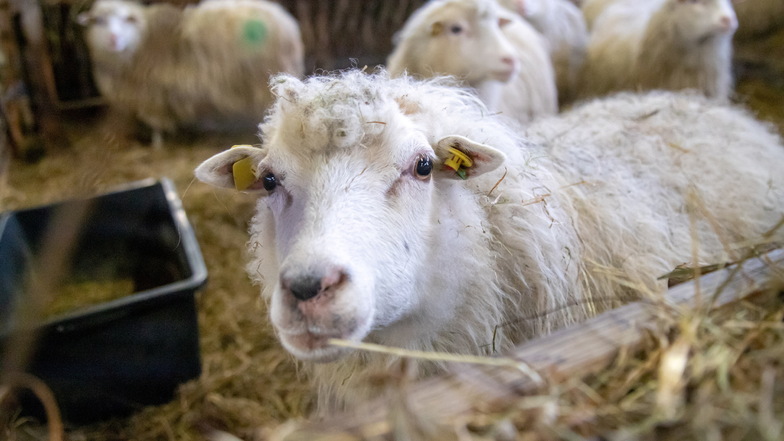 Trio schlachtet Schaf auf fremdem Grundstück in Meißen: Der Polizeibericht