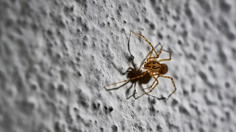 Die Speispinne
schießt aus den Klauen einen giftigen Leimfaden im Zickzack über die Beute und fixiert sie damit am Untergrund. Das reicht, um ihr Opfer zu lähmen.