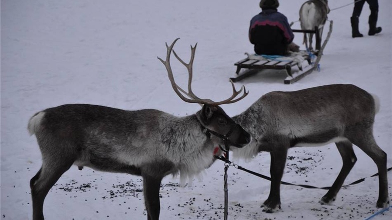 Reiten nicht erlaubt. In Norwegen fanden die Abenteurer das Weihnachtsmanndorf und natürlich auch Rentiere. Eine Schlittenfahrt mit ihnen war möglich.