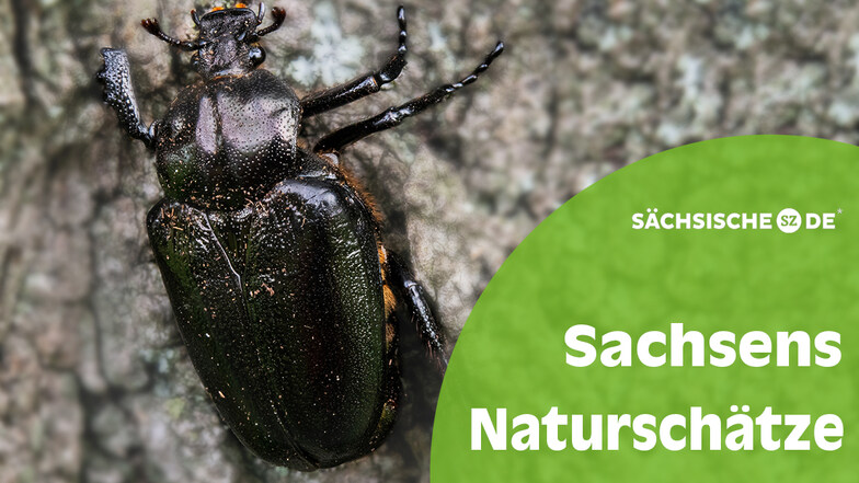 Der Eremit, auch Juchtenkäfer genannt, spielt unter den 4.500 Käferarten in Sachsen eine besondere Rolle. Er wird von der EU geschützt.
