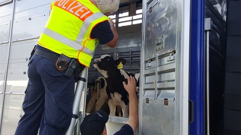 Die Chemnitzer Polizei kontrollierte Tiertransporter.