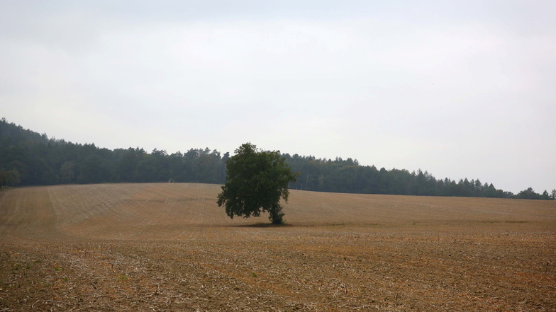 Die Felder am Lückerdorfer Walberg liegen im Trinkwasserschutzgebiet der Stadt Kamenz. Die neue Verordnung untersagt nun Landwirten das Aufbringen von Glyphosat in solchen Schutzgebieten.
