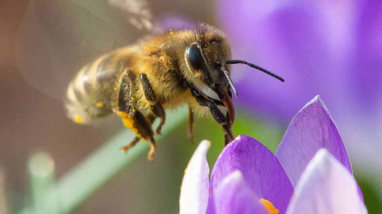 Alles so schön bunt – doch der Schein trügt. Eine Biene fliegt die Blüte eines Krokusses an. Doch diese Tierart ist gefährdet.