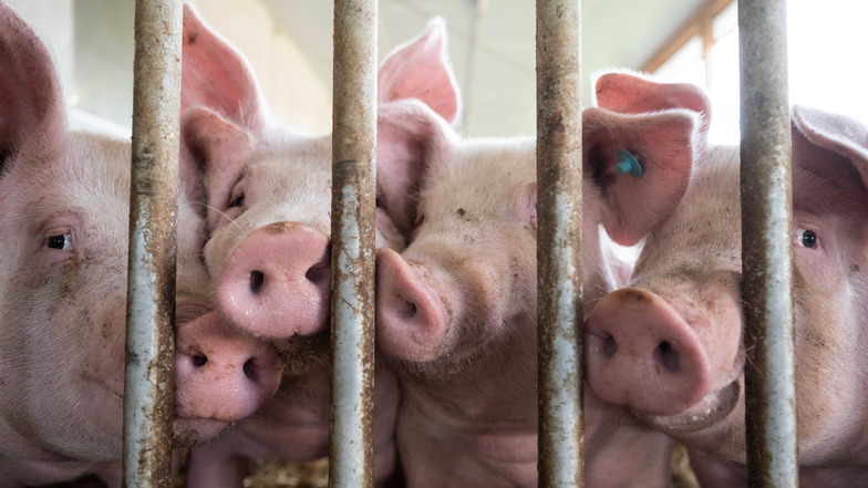 In Mittelsachsen werden am häufigsten Schweine gehalten. Doch der Bestand geht seit Jahren zurück.
