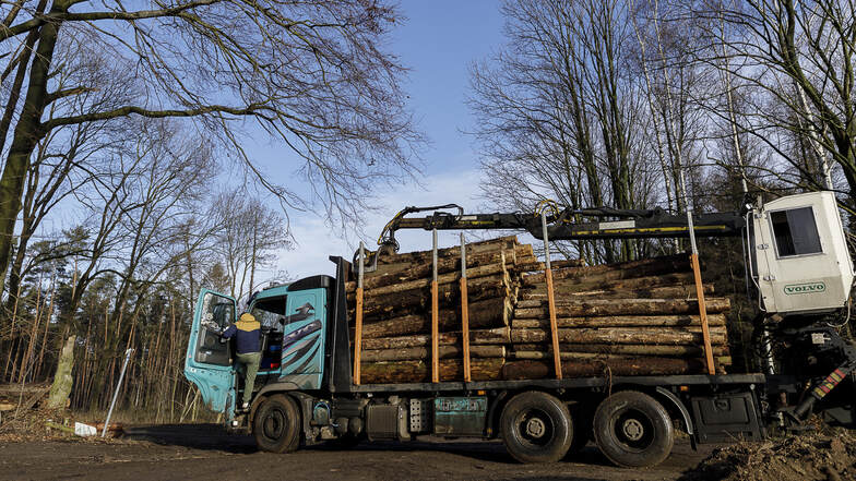 Wettlauf gegen die Zeit: Forstbesitzer transportieren das Holz aus dem Wald zwischen Königshain und Kodersdorf ab. 