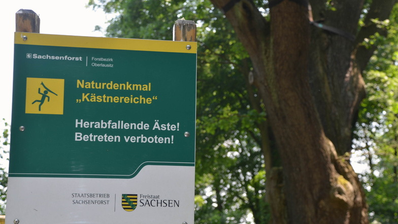 Die Eiche in Girbigsdorf ist ein Naturdenkmal. Schilder warnen vor herabfallenden Ästen.