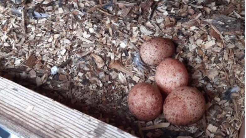 Vier Eier hat das Turmfalkenweibchen in einen Nistkasten auf einem Johannstädter Hochhaus gelegt. Im Juni werden die Küken schlüpfen.