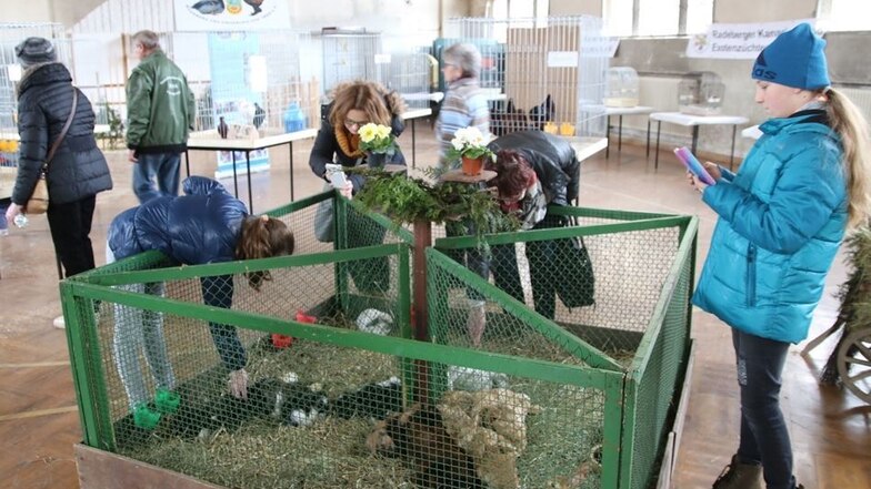 Zahlreiche Familien waren am Wochenende in die alte Turnhalle auf der Pulsnitzer Straße gekommen um die kürzlich geborenen Tierkinder zu bestaunen.