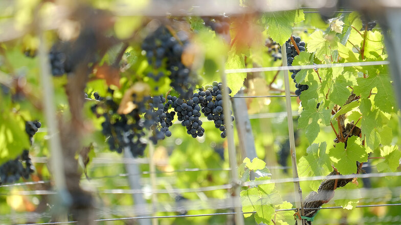 Die Weintrauben im Elbland sind 2018 besonders gut gereift.