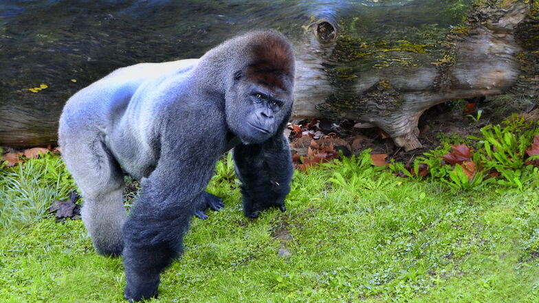Im Zoo von San Diego haben sich acht Gorillas mit dem Coronavirus infiziert.