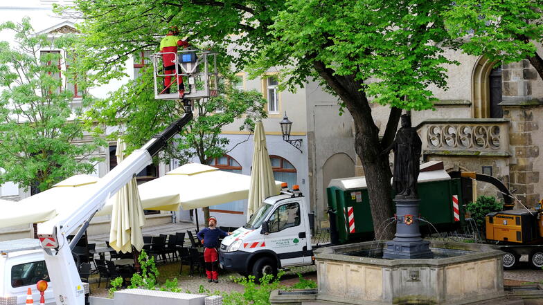 An den Linden am Heinrichsplatz wurden jetzt Arbeiten zur Baumpflege ausgeführt.