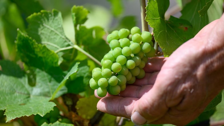 Der Dresdner Winzer Klaus Zimmerling betrachtet auf seinem Weinhang in Pillnitz Trauben des zweiten Austriebs