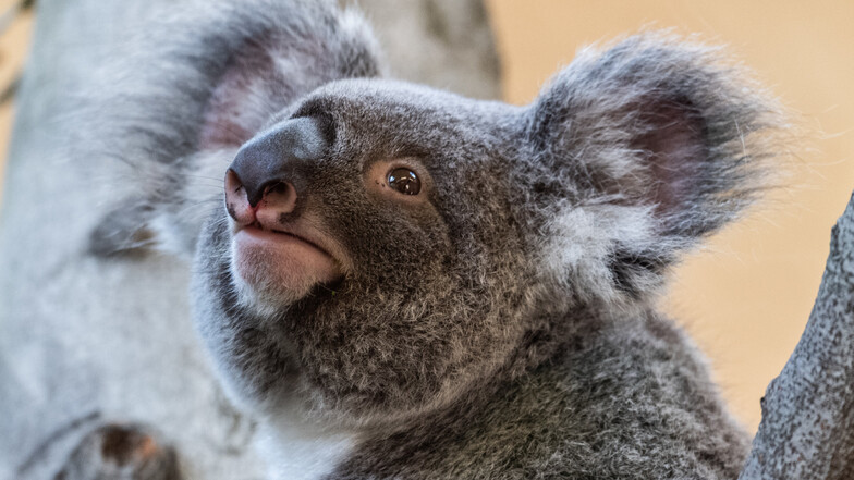Das Koala-Weibchen Sydney kann vorerst nicht mehr im Prof. Brandes-Haus besucht werden.