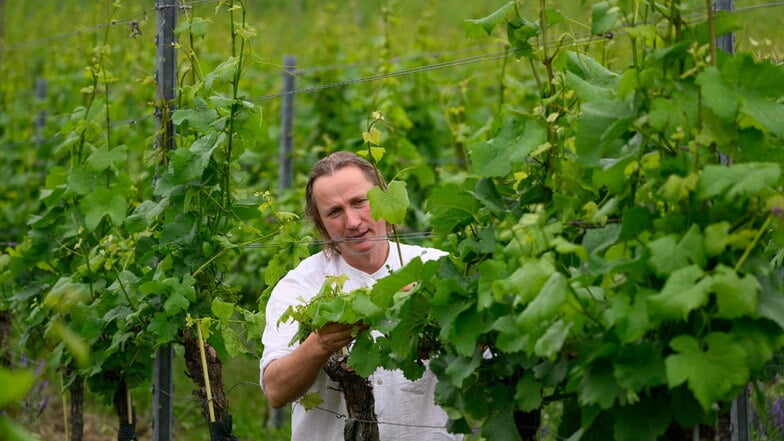 Winzer Karl Friedrich Aust kontrolliert in seinem Radebeuler Weinberg Reben der Sorte Weißer Burgunder.