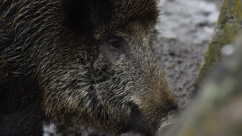 Mit ASP infizierte Wildschweine sind keine Gefahr für den Menschen, aber eine große für ihre Artgenossen.