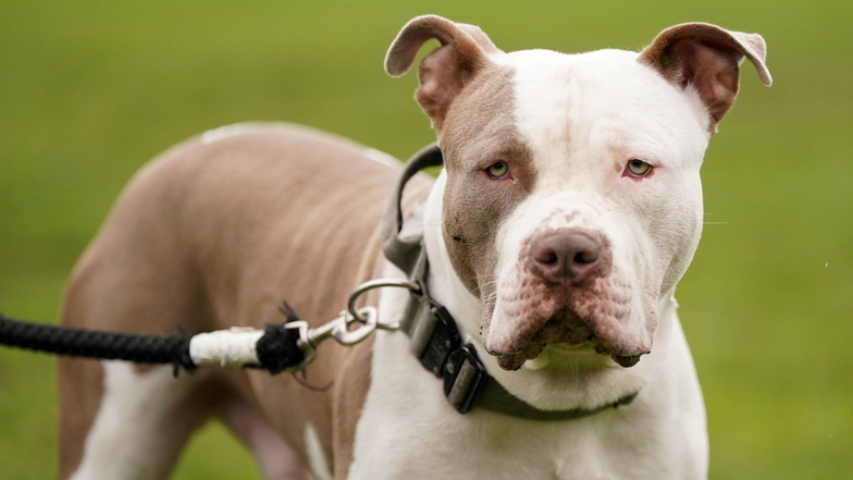 Härte gegen Hunde: England verbietet XL Bullys