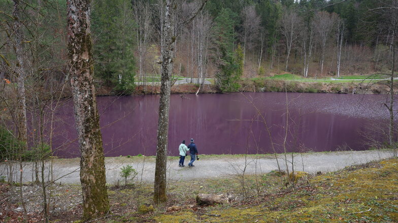 Ausflügler laufen am Ufer des Gipsbruchweihers, dessen Wasser lila gefärbt ist. Grund für die Farbe sind Bakterien, die in dem schwefelhaltigem Wasser blühen.