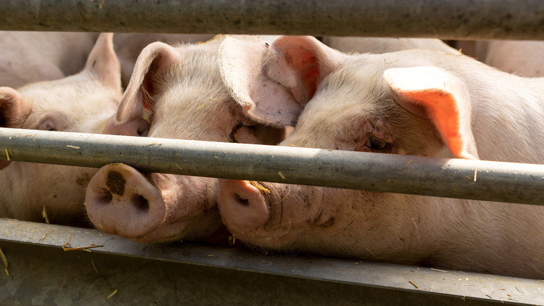 Tierwohllabel in Sachsen: Wovon Schweine träumen