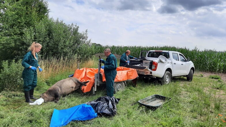 So wie hier werden Wildschweinkadaver im Landkreis Görlitz jeden Tag eingesammelt und an zentrale Punkte gebracht, von wo sie zur Tierkörperbeseitigung nach Meißen transportiert werden.