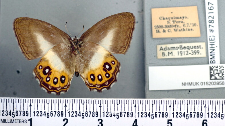 Ihren Namen erhielt die Schmetterlings-Gattung wegen der Musterung, die Saurons Auge aus den "Herr der Ringe" Filmen ähnelt.
