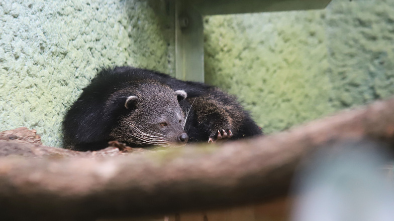 Zoo Dresden: Bärenhafte Schleichkatze