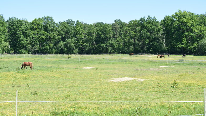 Direkt gegenüber des Verpflegungspunktes Hofewiese gibt es Koppeln auf denen man den Pferden beim Grasen zuschauen kann.