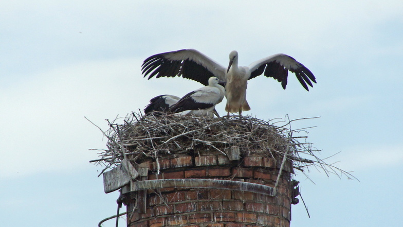 Die Jungstörche auf dem Nest in Großbauchlitz sind jetzt bei Flugübungen zu beobachten. Sie werden bald zum ersten Mal mit den Altstörchen ausfliegen.
