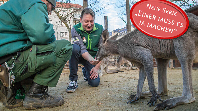 SZ-Redakteur Matthias Klaus  (Mitte) schnuppert in den Beruf des Tierpflegers im Tierpark Görlitz und füttert die Känguruhs und Steinböcke.