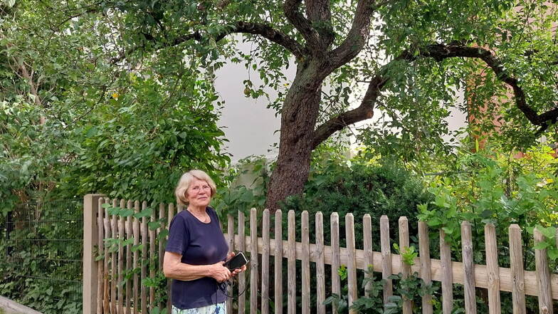Der Birnbaum von Karla Pfau aus Radebeul sieht völlig unspektakulär aus. Aber er ist es nicht.
