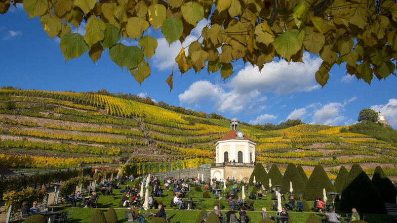 Golden zeigten sich nicht nur die Weinberge von Schloss Wackerbarth im vergangenen Herbst. Auch die im Weinkeller gereiften Tropfen sind Edelmetall und weitere Preise wert.