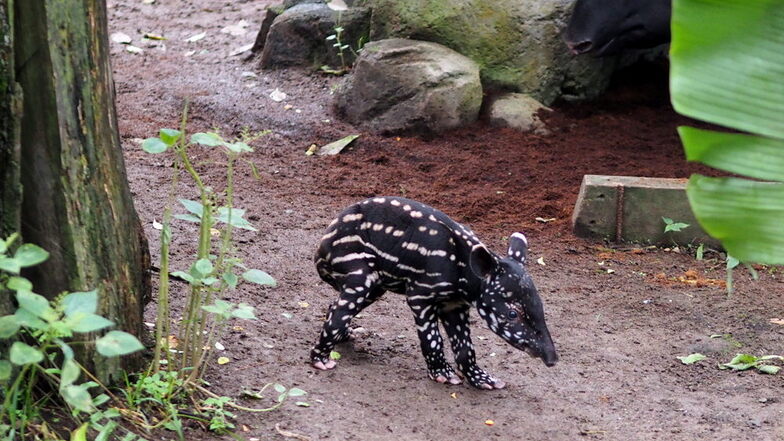 Das kleine Schabrackentapir-Jungtier im Zoo Leipzig ist nur eine Woche alt geworden.