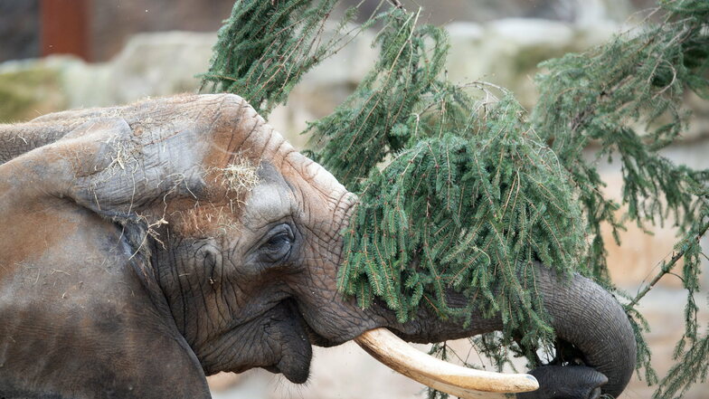 Der Weihnachtsbaum aus dem Dresdner World Trade Center wurde für den Zoo elefantengerecht portioniert.