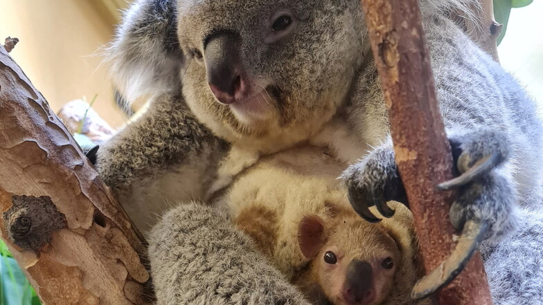 Der kleine Koala zeigte sich am Dienstag zum ersten Mal im Zoo Dresden.