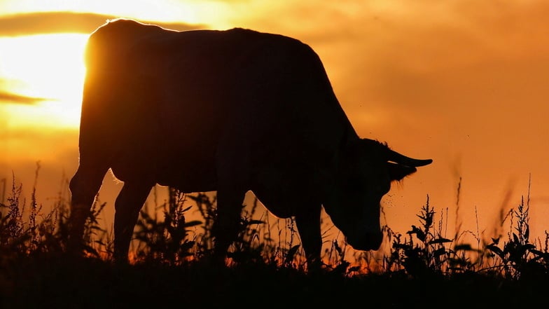 Vor dem Sonnenaufgang waren nicht nur Streifenpolizisten wach, sondern auch frei laufende Kühe. Die Beamten mussten sie daran hindern, auf eine Straße in Priestewitz zu gelangen.