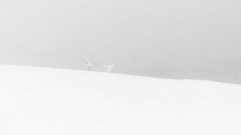 „Honorable Mention“ (erster Platz), Serie „Whiteout“, Kategorie Nature I Professional