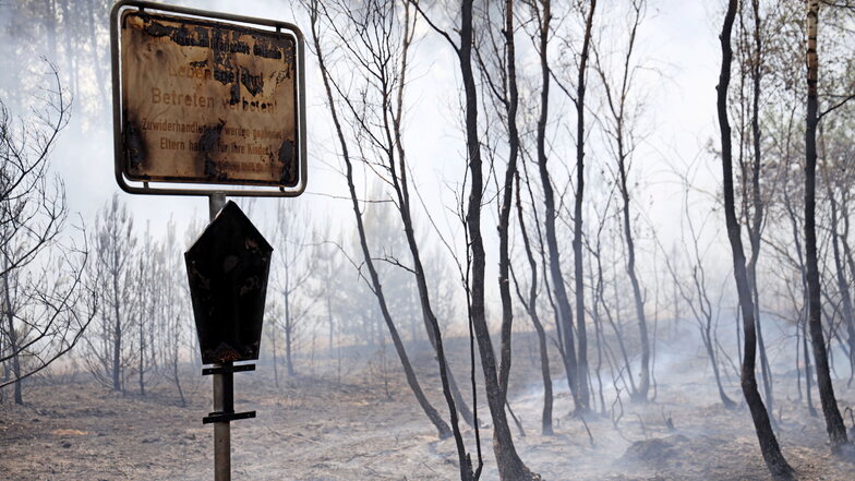 Beim Waldbrand in der Gohrischheide wurden Hunderte Hektar Wald vernichtet.