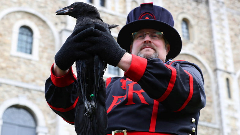 Rabenmeister Chris Scaife hält Branwen in die Höhe, einen der beiden jüngsten Neuzugänge der Raben im Tower of London.