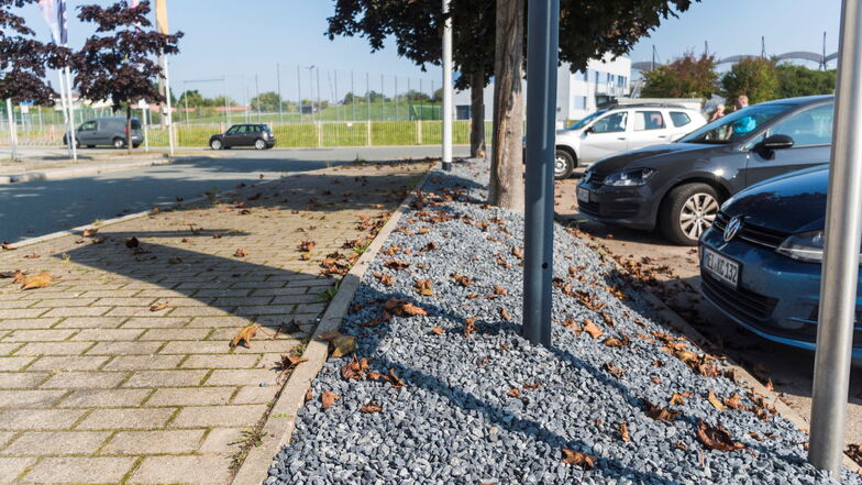 Auf diesem Streifen zwischen Fußweg und Parkplatz neben der Sachsenarena (links, nicht im Bild) wuchsen vor einigen Wochen Bodendecker. Dass sie entfernt worden, will ein Stadtrat nicht hinnehmen.