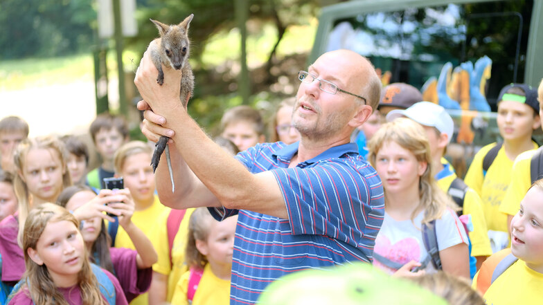 Heiko Drechsler, Chef des Tierparks in Siebeneichen, zeigt den Schülern der Triebischtalschule Meißen das kleine Minikänguru Gertrud.