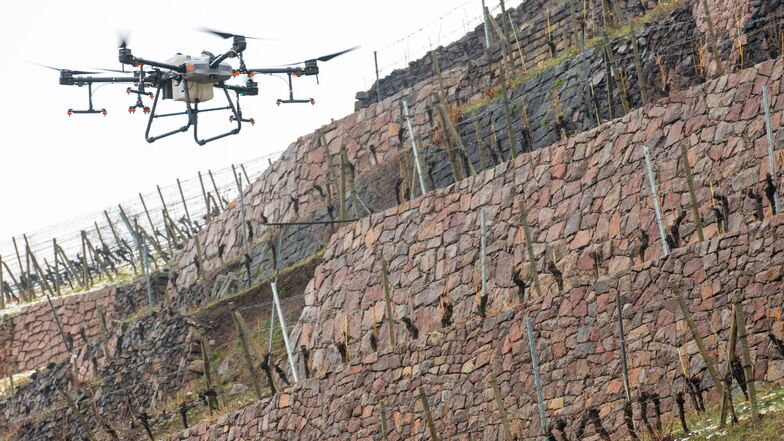 Drohne versprüht erstmals Pflanzenschutzmittel an Radebeuler Weinberg