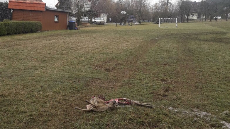 Keine 50 Meter von einem Spiel- und Bolzplatz in Ellersdorf entfernt, fanden Anwohner das Reh, das offenbar von Wölfen gejagt und dann gefressen wurde.