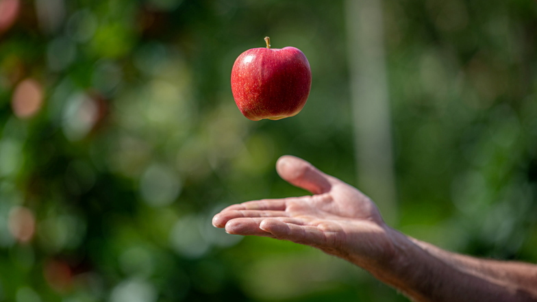 Auf den Plantagen der Obstland Dürrweitzschen AG hat die Apfelernte begonnen. Rund 550 Erntehelfer pflücken die Früchte von den Bäumen.
