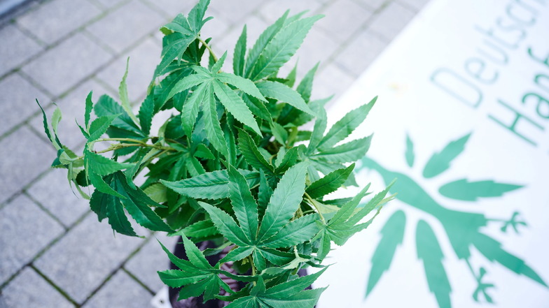 Eine Hanfpflanze aus Plastik steht auf einer Demonstration für die Cannabis-Legalisierung.