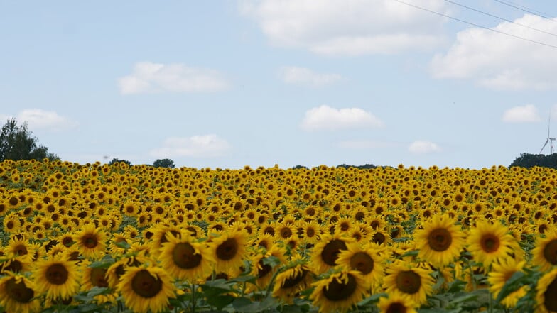 Blauer Himmel, Schäfchenwolken und leuchtende Sonnenblumen wie hier in Hirschfelde. So präsentierte sich der Sommer bislang nicht immer.