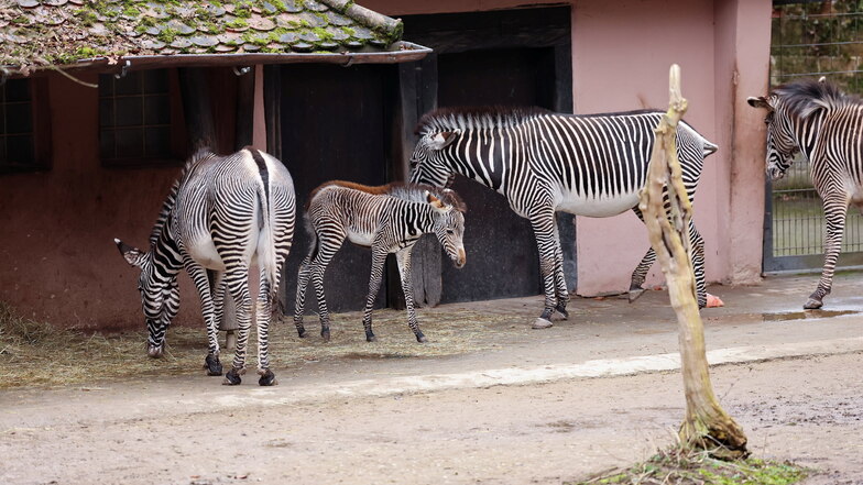 Zebra-Baby Lumi (M) mit den erwachsenen Tieren im Nürnberger Tiergarten.