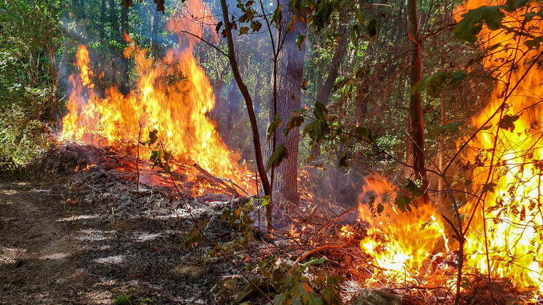 Feuer im Wald ist erlaubt, wenn die Waldbrandwarnstufe nicht dagegensteht. Doch die Feuerwehr im Landkreis rät Waldbesitzern davon ab.