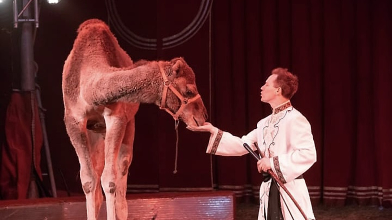 Der Circus Moreno zeigt in seiner Show auch eine Kamel-Dressur.