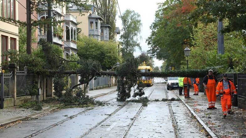 Ein Baum stürzte auf der Ludwig-Hartmann-Straße in die Oberleitung der Straßenbahn