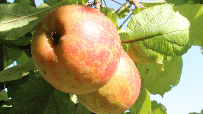 Äpfel sind immer noch das liebste Obst der Deutschen, auch wenn ihr Verbrauch von 35 auf 22 Kilo pro Jahr gesunken ist – seit 2017. Pfirsiche, Birnen, Kirschen folgen.